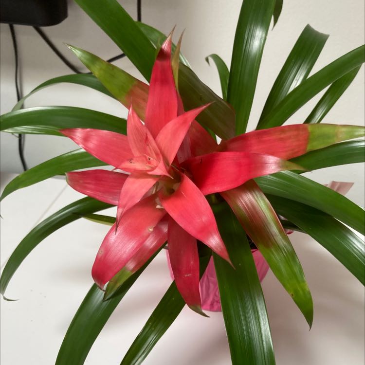 Healthy red and green Droophead Tufted Airplant with vibrant central rosette and glossy drooping leaves, closeup on plain background.