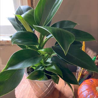 Heartleaf Philodendron plant in Melrose Park, Pennsylvania