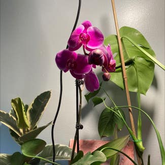 Phalaenopsis Orchid plant in Melrose Park, Pennsylvania