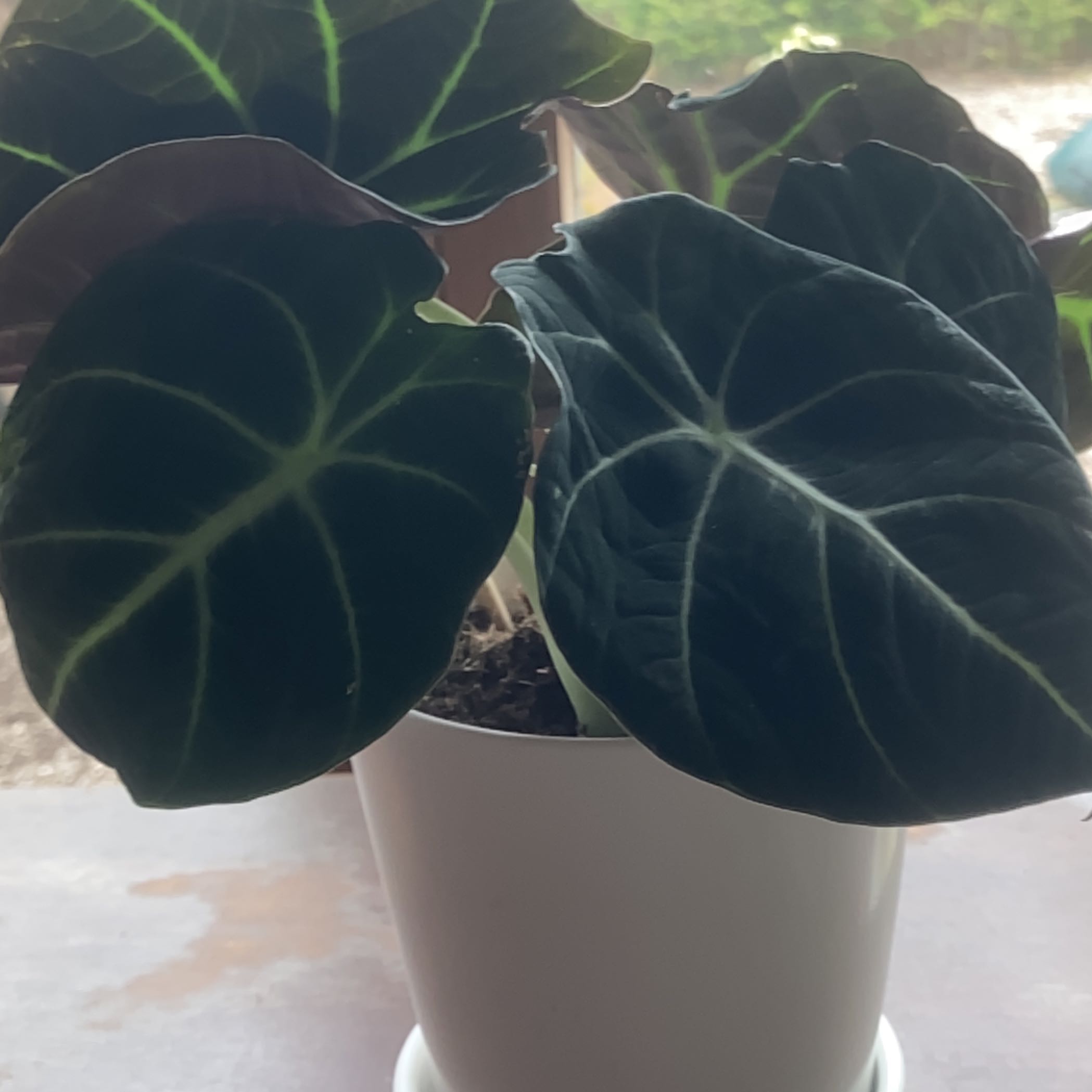 Black Velvet Alocasia plant in a white pot with dark green leaves and white veins.