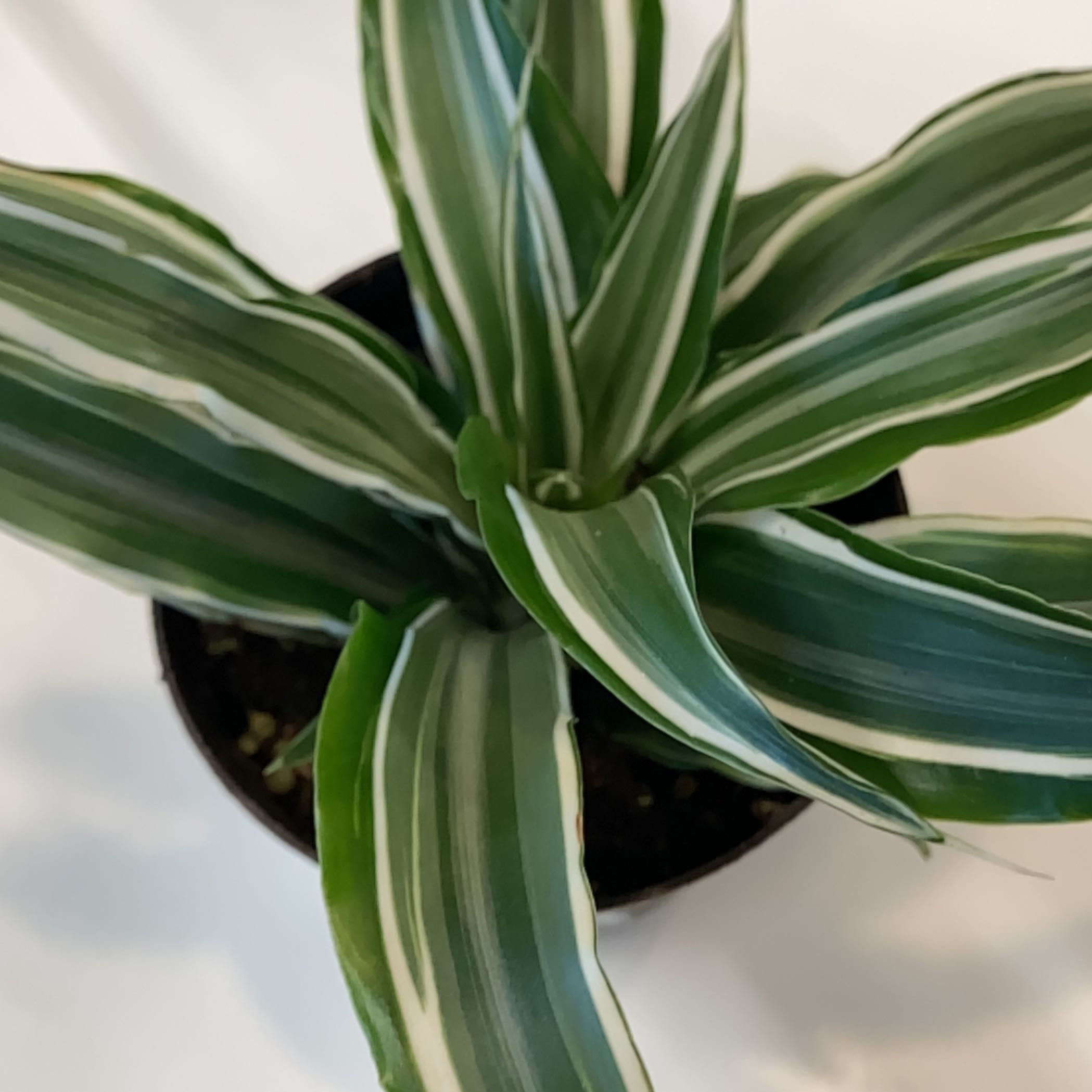Dracaena 'Lemon Lime' plant with vibrant green leaves featuring white and light green stripes.
