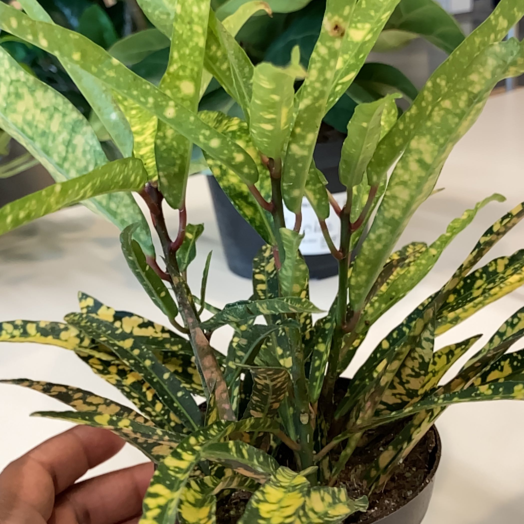 Gold Dust Croton plant with variegated leaves and visible soil in a pot.