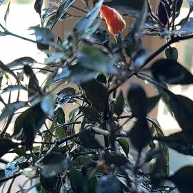 Photo of the plant species Capsicum 'Midnight Fire' by @Alemji named Orlando Bloom on Greg, the plant care app