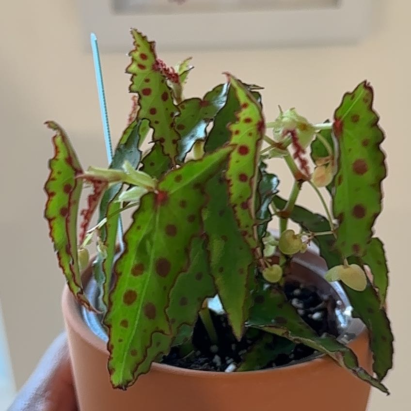 Photo of the plant species Begonia amphioxus by @Alemji named Lizzie on Greg, the plant care app