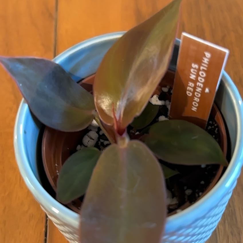 Photo of the plant species Sun Red by @Alemji named Scarlett on Greg, the plant care app