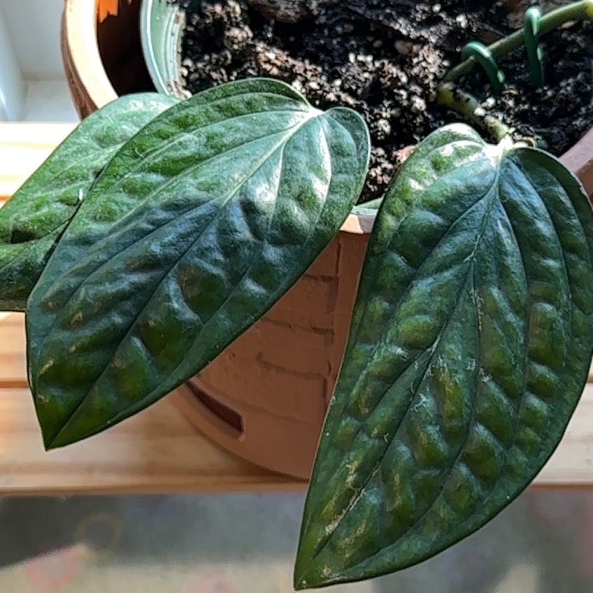 Photo of the plant species obliqua peru by @Alemji named Harmony on Greg, the plant care app