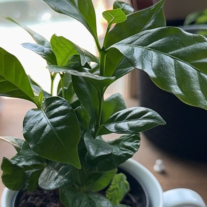 ☕ Why Are My Arabian Coffee Plant Leaves Droopy?
