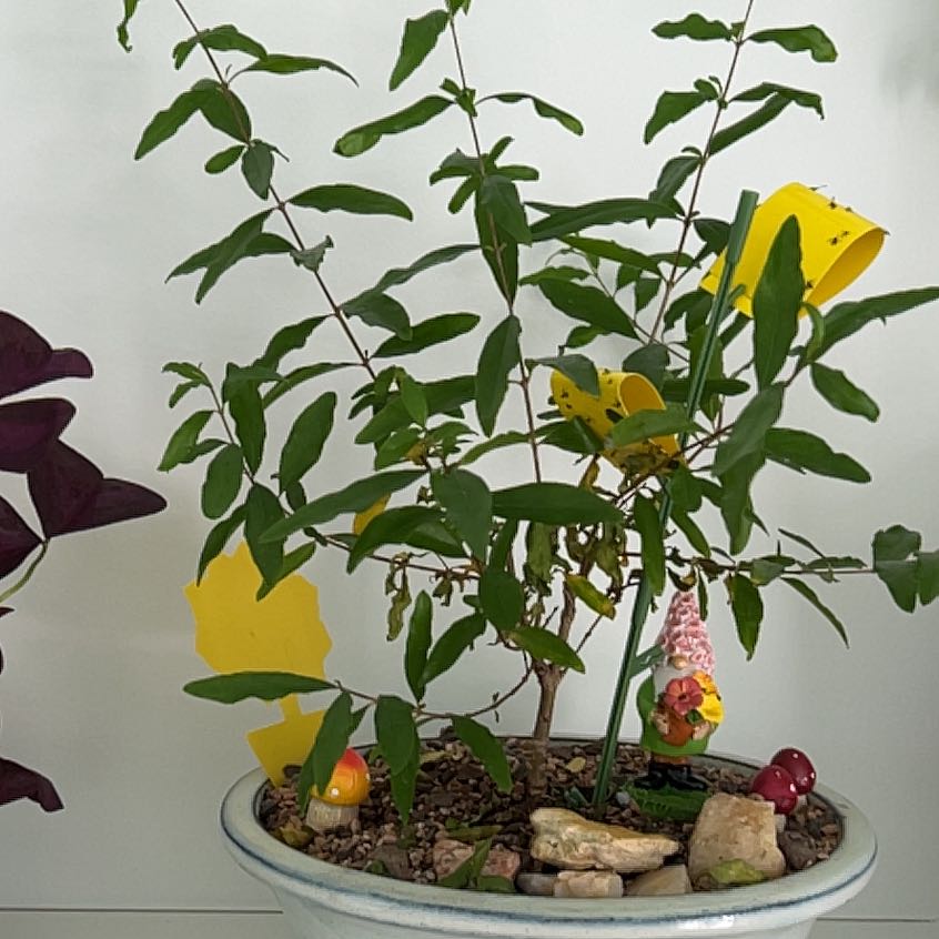 Potted Carolina Jessamine plant with green leaves and yellow sticky traps.