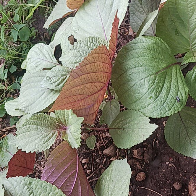 Photo of the plant species Beefsteak Plant by @WittyWeed named Gaga on Greg, the plant care app