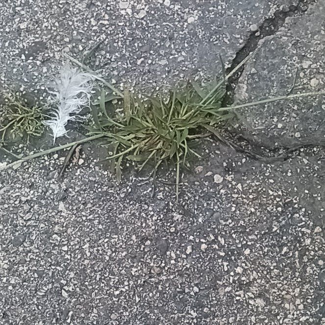 Photo of the plant species Bulbous Bluegrass by @WittyWeed named Ronaldo on Greg, the plant care app