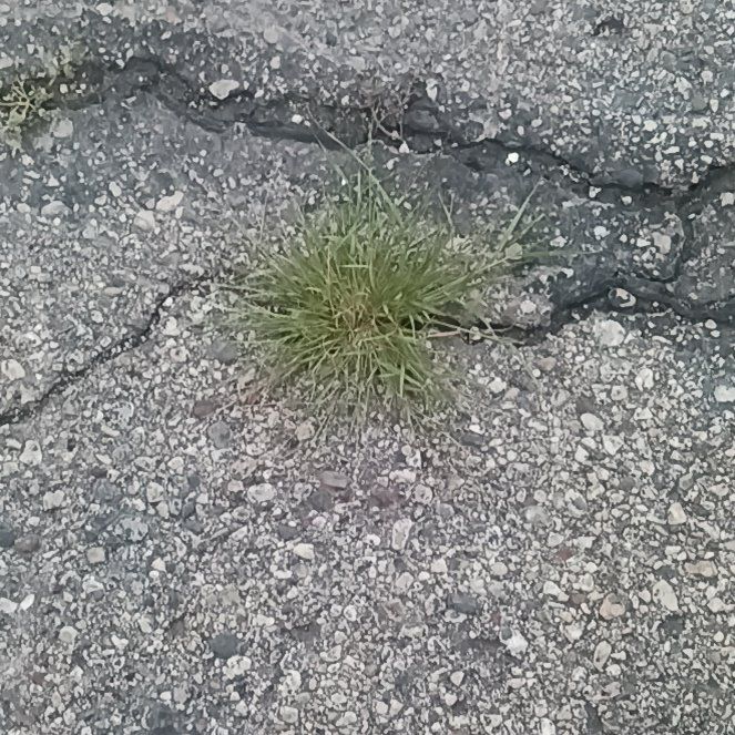 Photo of the plant species Poa Annua by @WittyWeed named Orwell on Greg, the plant care app