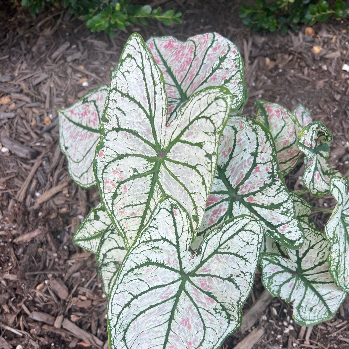 Healthy Caladium 'Heart of Jesus' plant with large green and red heart-shaped leaves, well-framed closeup.