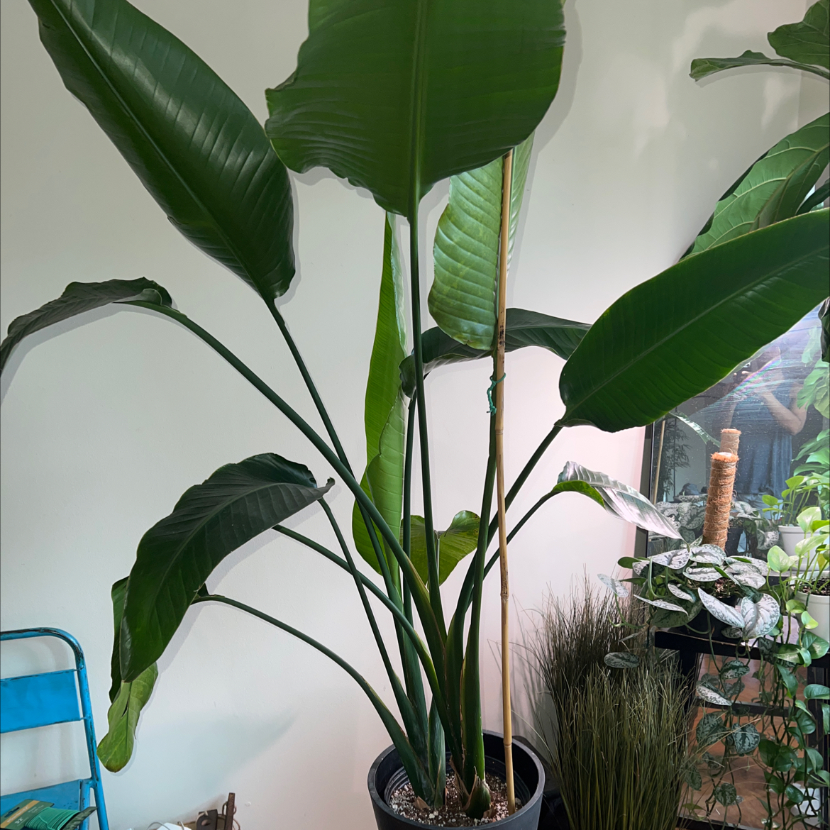 White Bird of Paradise plant photo by @samplantdad1900 named Boppo on Greg, the plant care app.