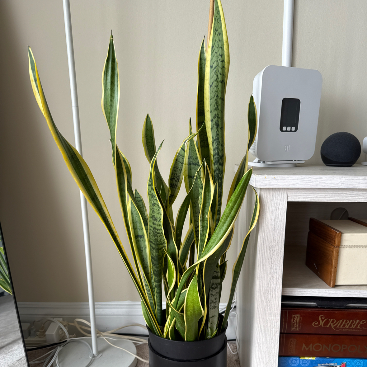 Snake Plant plant photo by @samplantdad1900 named Sylvester on Greg, the plant care app.