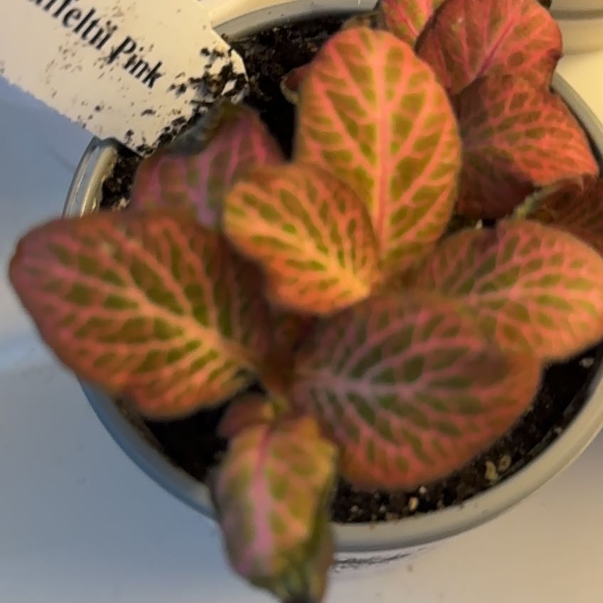 Photo of the plant species Nerve Plant by @Juliaa.le named Kylie on Greg, the plant care app
