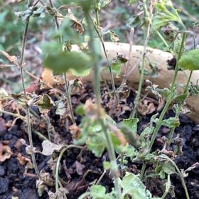 Photo of the plant species Jersey Fern by @GrandeeBlackgem named Shakira on Greg, the plant care app