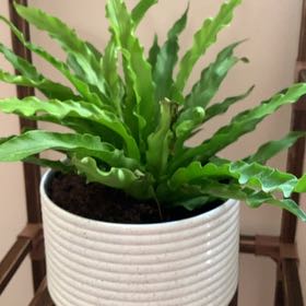 Photo of the plant species Chrissy Fern by @HeadCopperrose named Wall-E on Greg, the plant care app