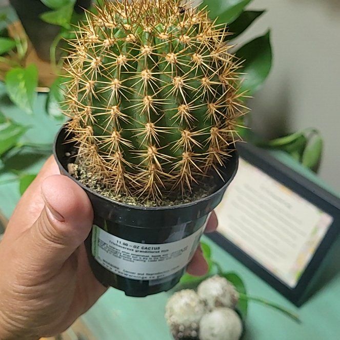 Photo of the plant species Oz Cactus by @CosmicCurlyjade named Navajo on Greg, the plant care app