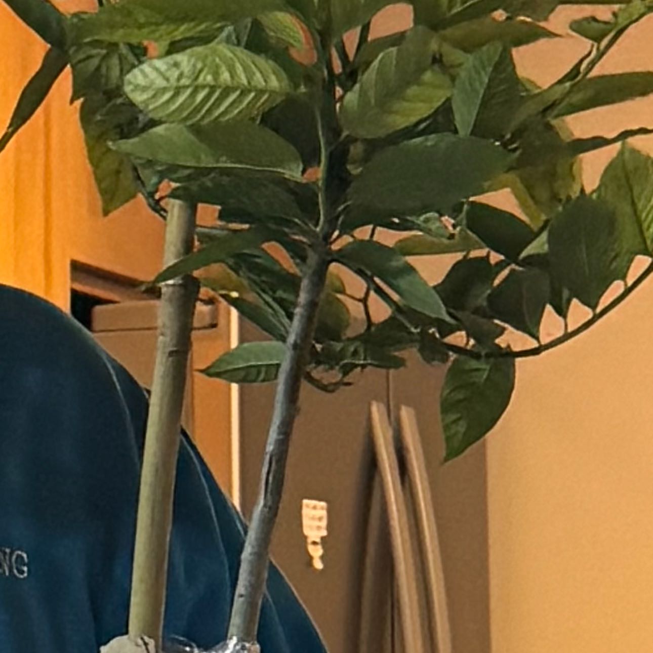 Photo of the plant species Ylang Ylang by @HoneyedEspostoa named Stella on Greg, the plant care app