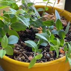 Photo of the plant species Top Hat Blueberry by @BoldMexicanhens named Clooney on Greg, the plant care app