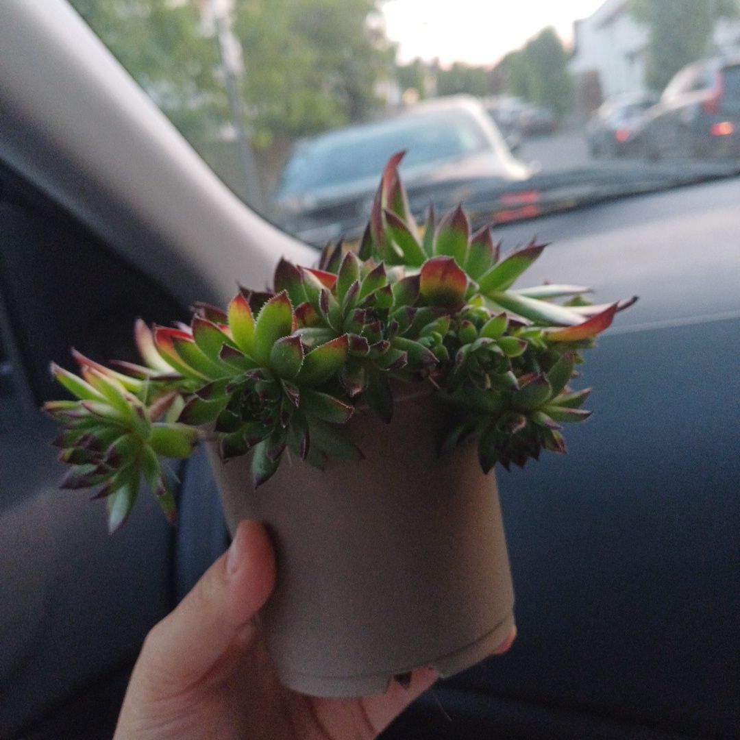 Photo of the plant species Appletini Hens and Chicks by @YesBeachsheoak named Meridith on Greg, the plant care app