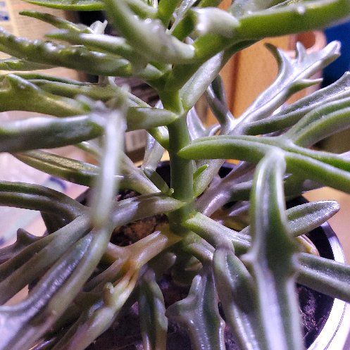 Photo of the plant species Kalanchoe Tarantula by @FieryRutabaga named Naomi on Greg, the plant care app