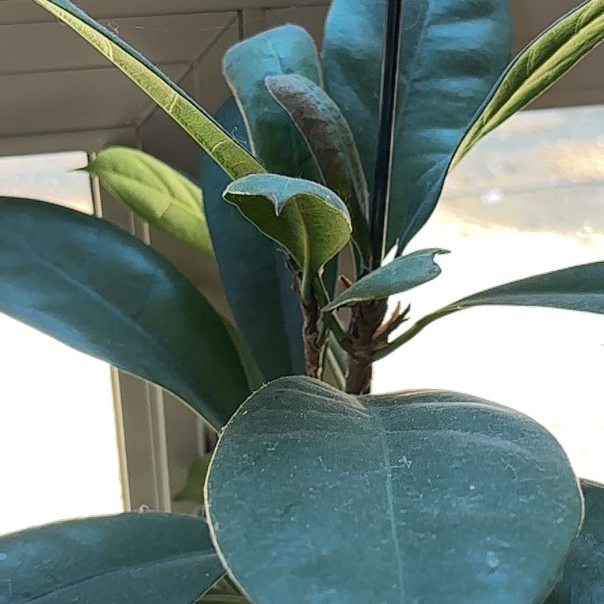 Photo of the plant species Creat by @NiceRomannettle named Marilyn on Greg, the plant care app