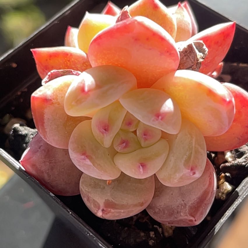 Photo of the plant species Orange Monroe by @SmileyAllspice named Austen on Greg, the plant care app