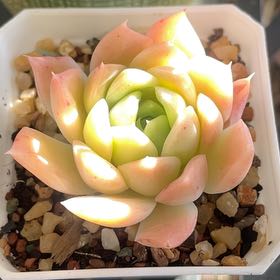 Photo of the plant species Echerveria 'Gilva' by @SmileyAllspice named da Vinci on Greg, the plant care app