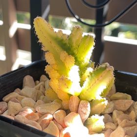 Photo of the plant species Variegated Fairy Castle by @SmileyAllspice named Pax on Greg, the plant care app
