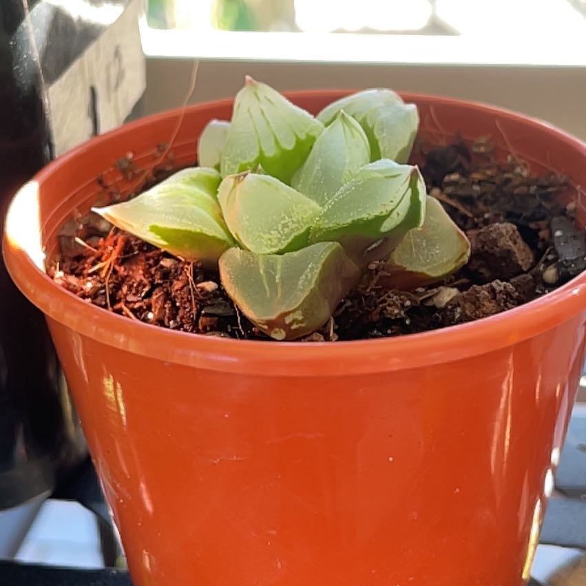 Photo of the plant species Haworthia magnifica by @SmileyAllspice named Beyonce on Greg, the plant care app