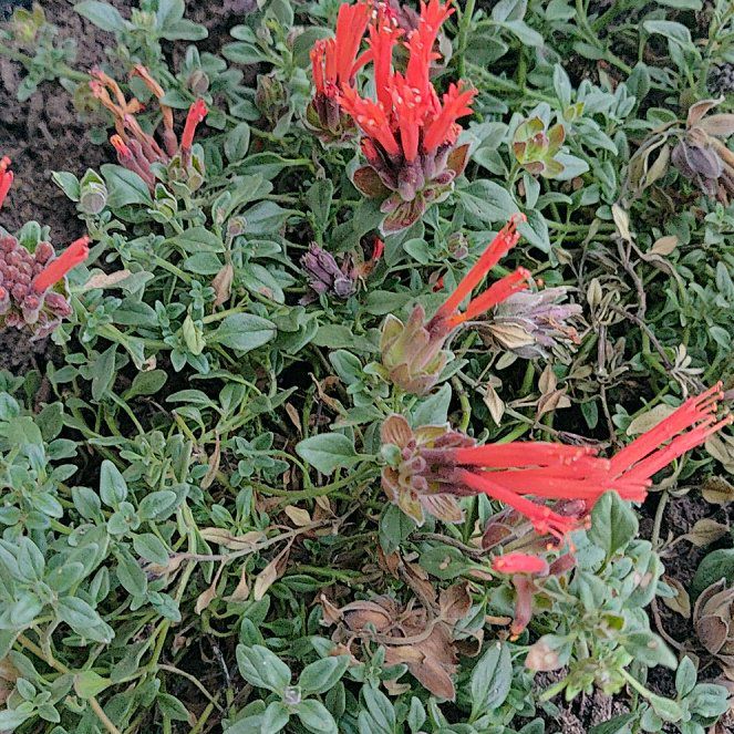 Photo of the plant species Red Monardella by @LimberRedsky named Sanders on Greg, the plant care app