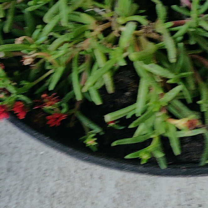 Photo of the plant species Trailing Ice Plant by @LimberRedsky named Mercury on Greg, the plant care app