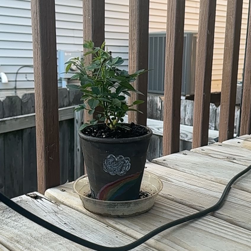 Photo of the plant species Miniature Rose by @YernOmnom named Allie on Greg, the plant care app