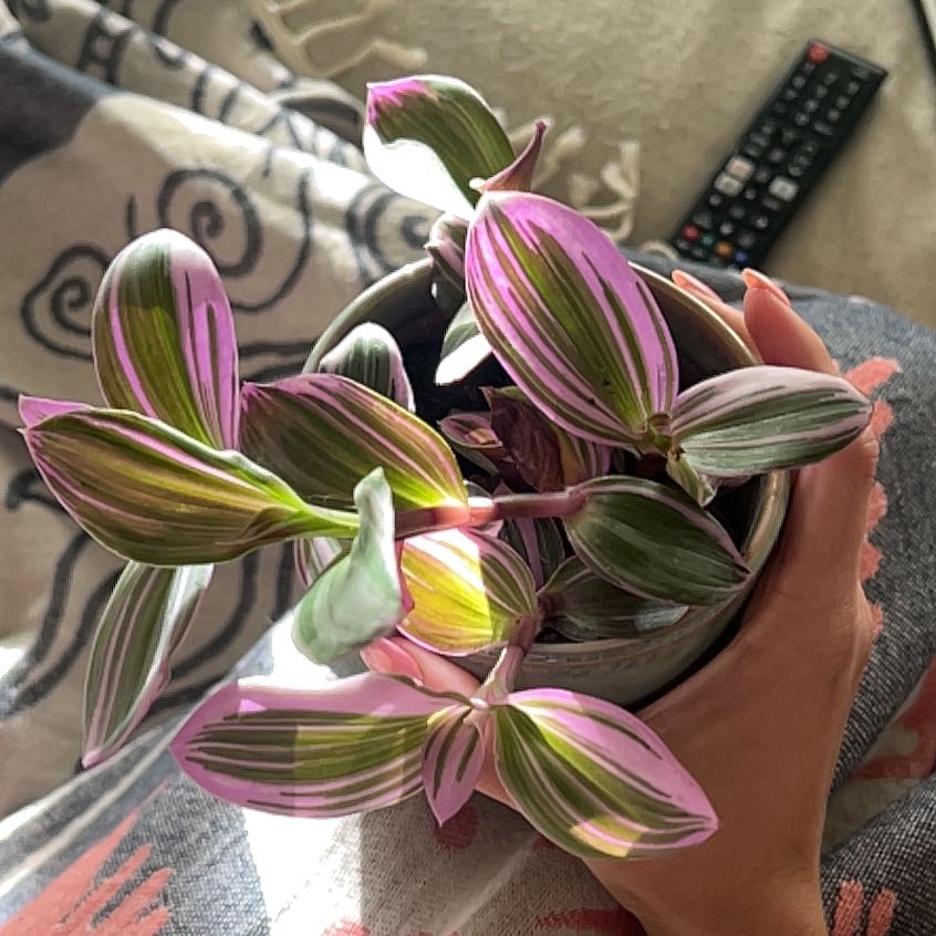 Tradescantia Bubblegum plant with vibrant pink and green striped leaves held in a hand.