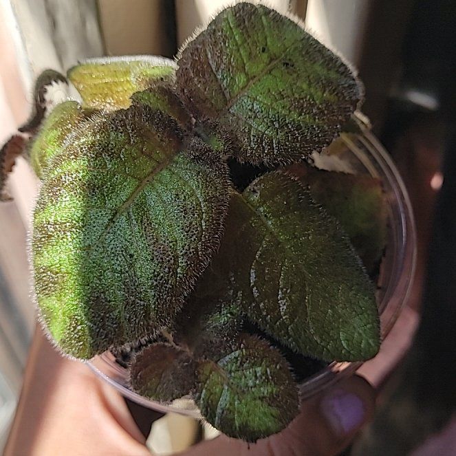 Photo of the plant species Episcia 'Pink Dreams' by @SmartMuskflower named Victoria's Secret on Greg, the plant care app