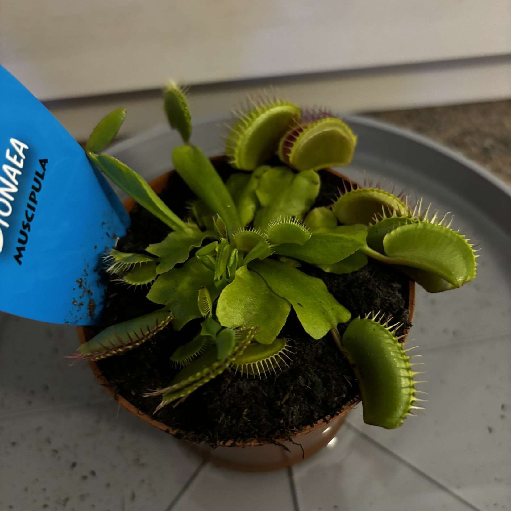 Snapthorn | A plant by @AmbassadorBasil on Greg
