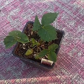 Photo of the plant species Ozark Beauty Strawberry by @CivilizedCobnut named Peter Parker on Greg, the plant care app