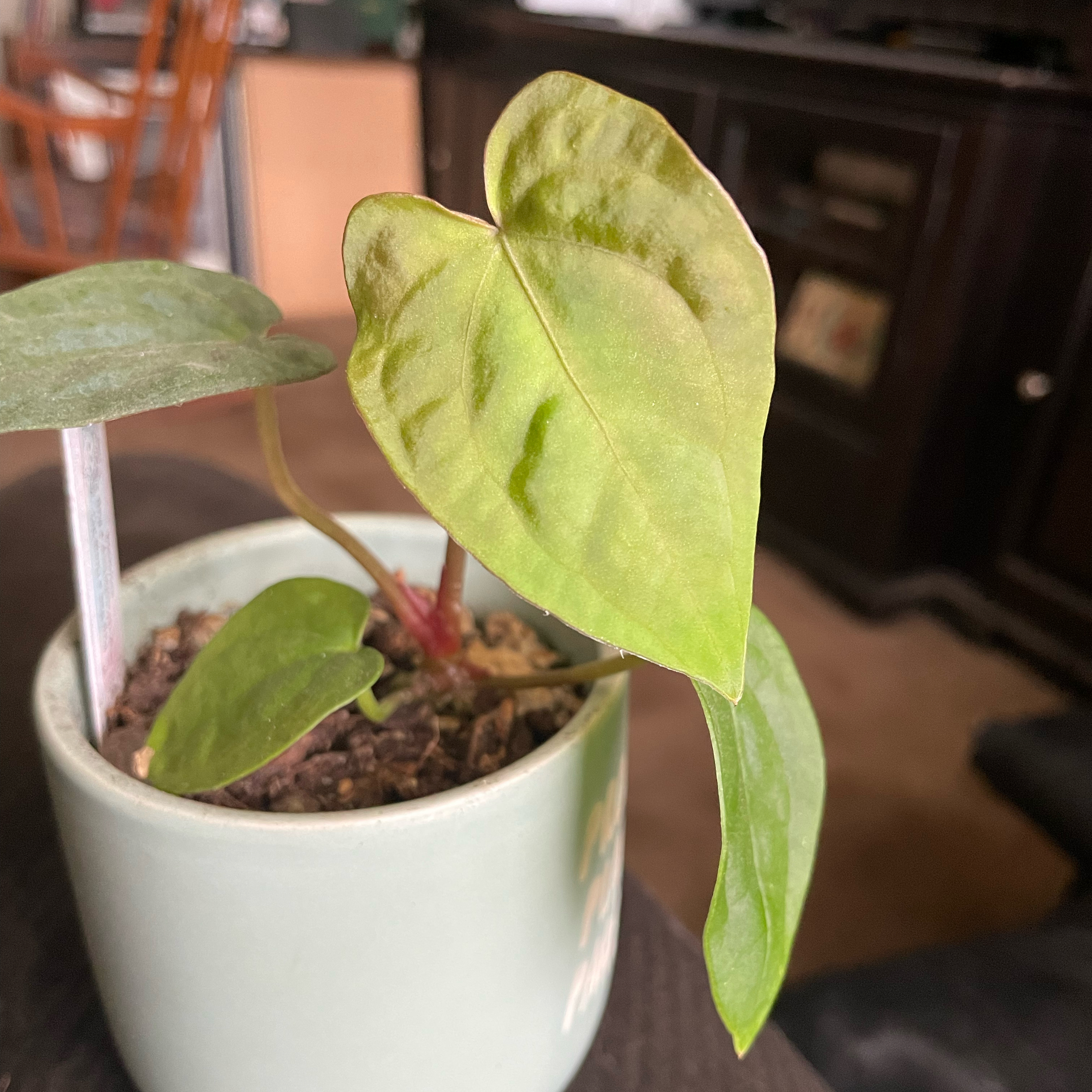 Photo of the plant species Anthurium papillilaminum Ace Of Spades by @IdealLaceflower named Scarlett on Greg, the plant care app
