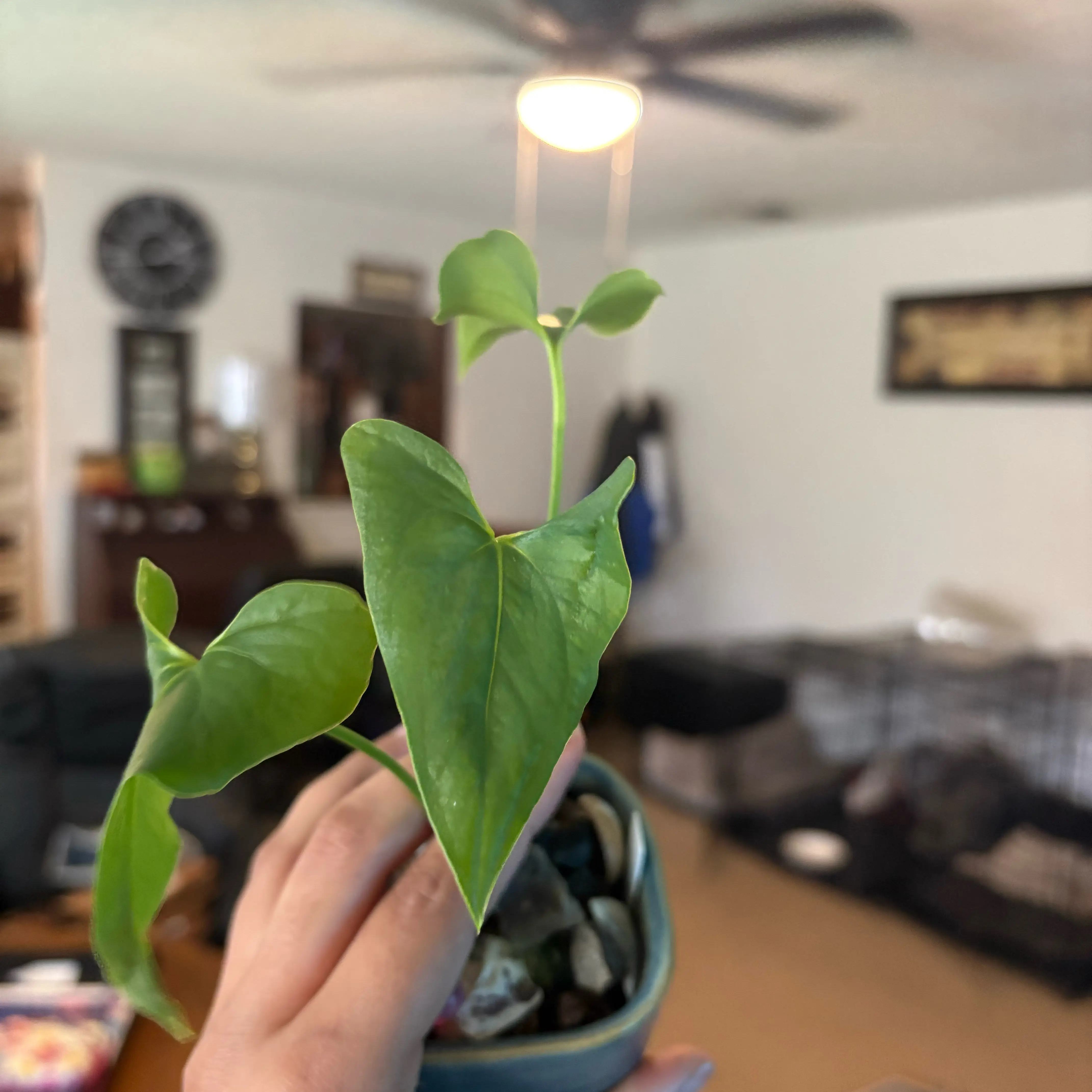 Photo of the plant species Anthurium ferryae by @IdealLaceflower named Ferrari on Greg, the plant care app