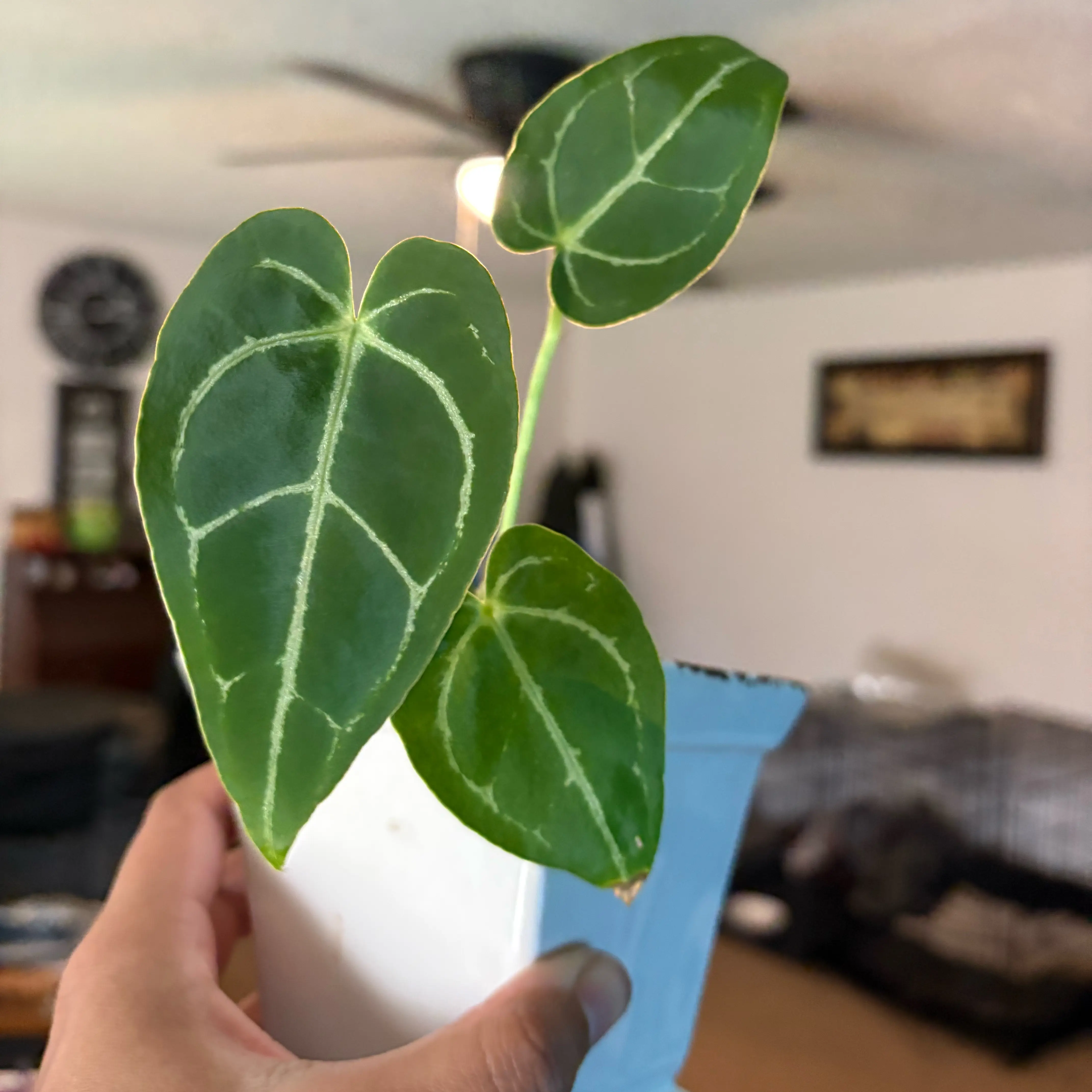 Photo of the plant species Dark Phoenix by @IdealLaceflower named Fawkes on Greg, the plant care app