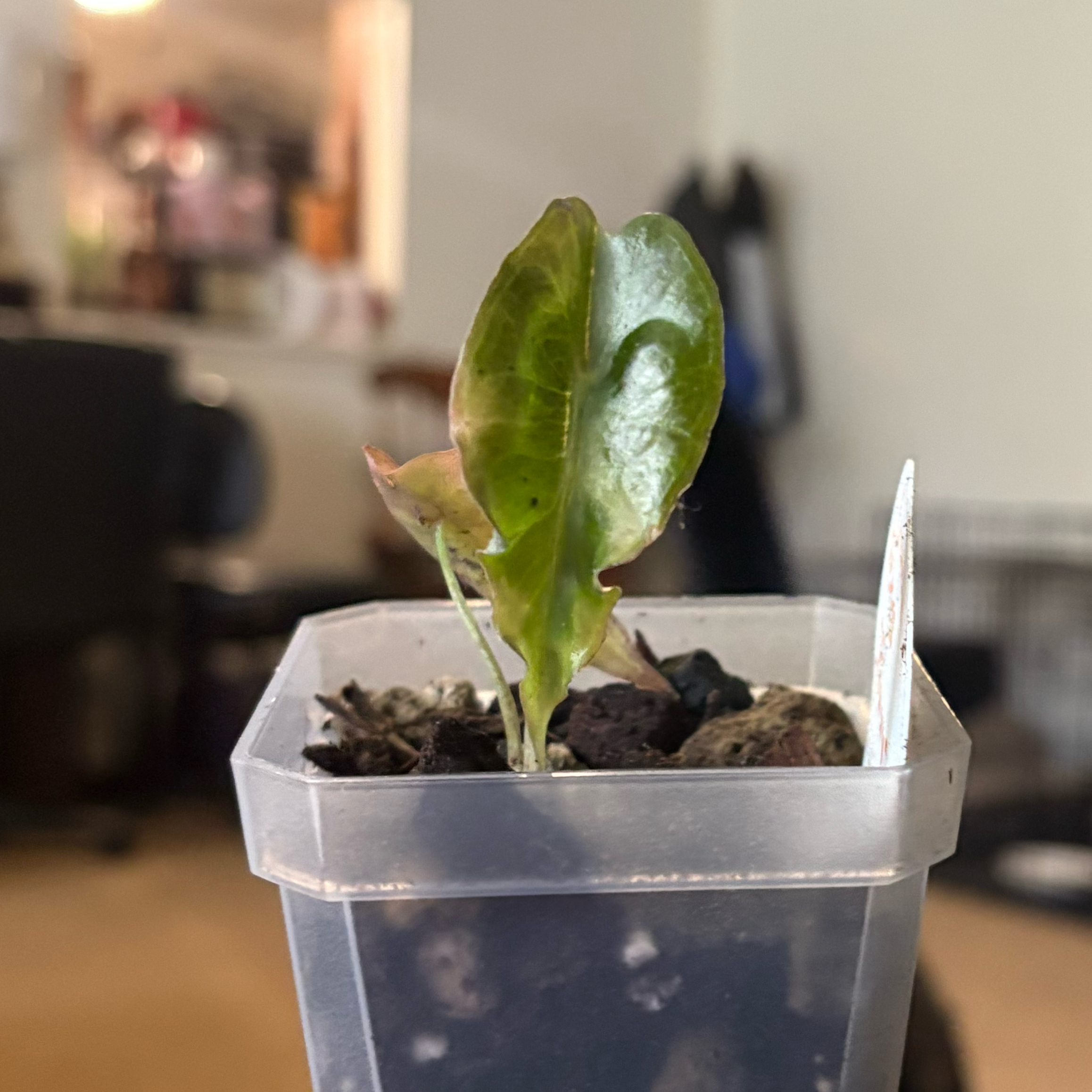 Photo of the plant species Alocasia 'Venom' by @IdealLaceflower named Captain Plant-it on Greg, the plant care app