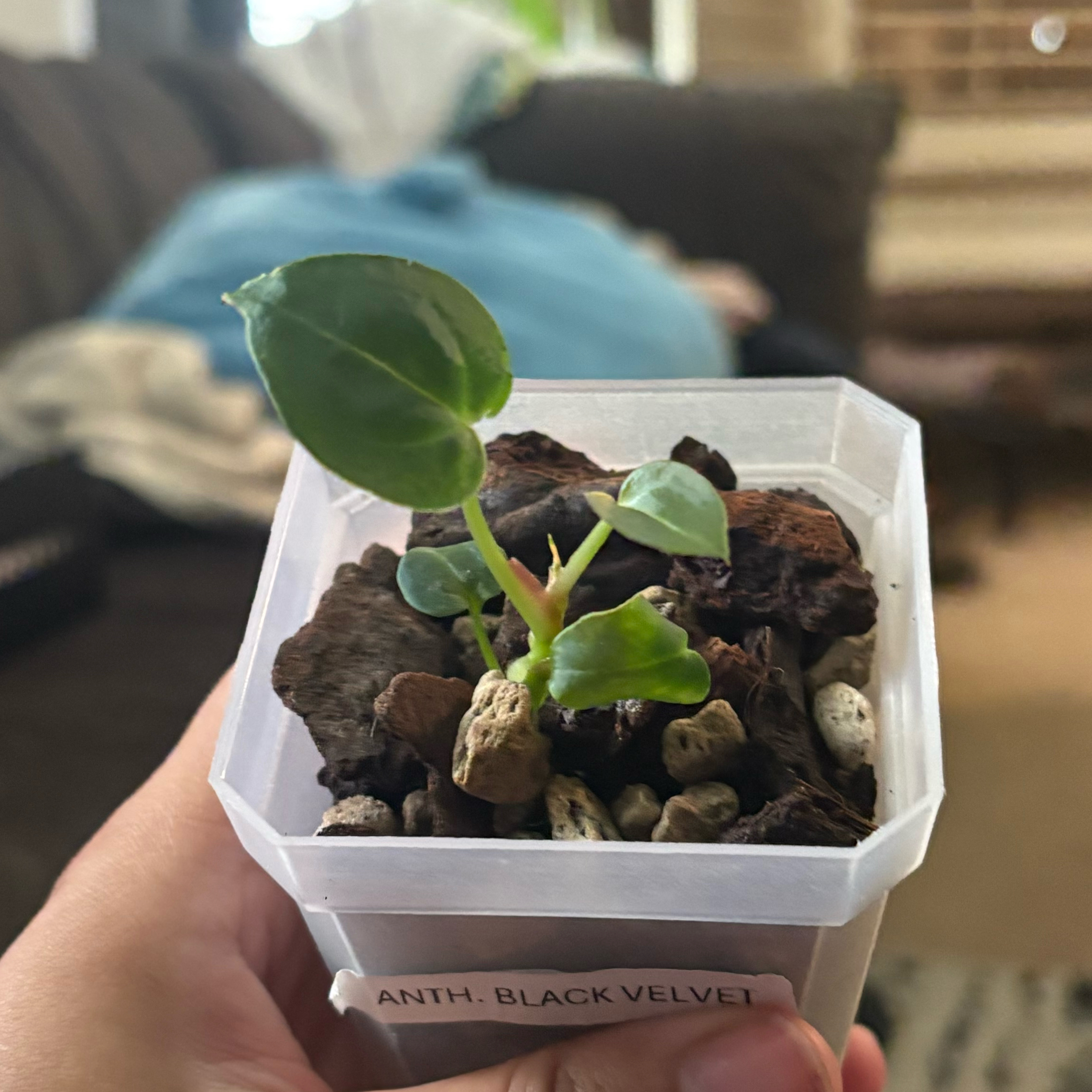Photo of the plant species Anthurium Bvep by @IdealLaceflower named James Dean on Greg, the plant care app