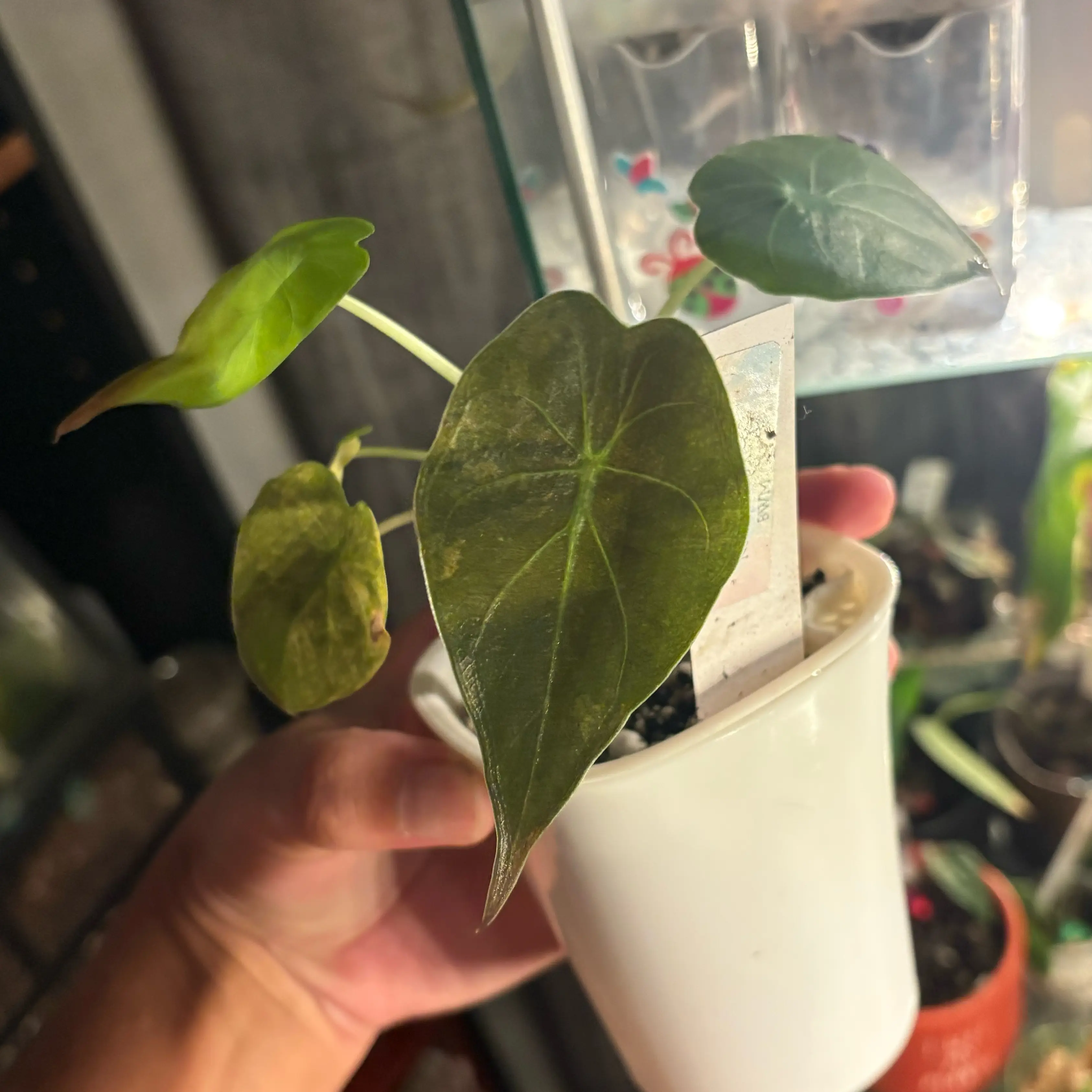 Photo of the plant species Alocasia Wentii Sunset by @IdealLaceflower named Sanders on Greg, the plant care app