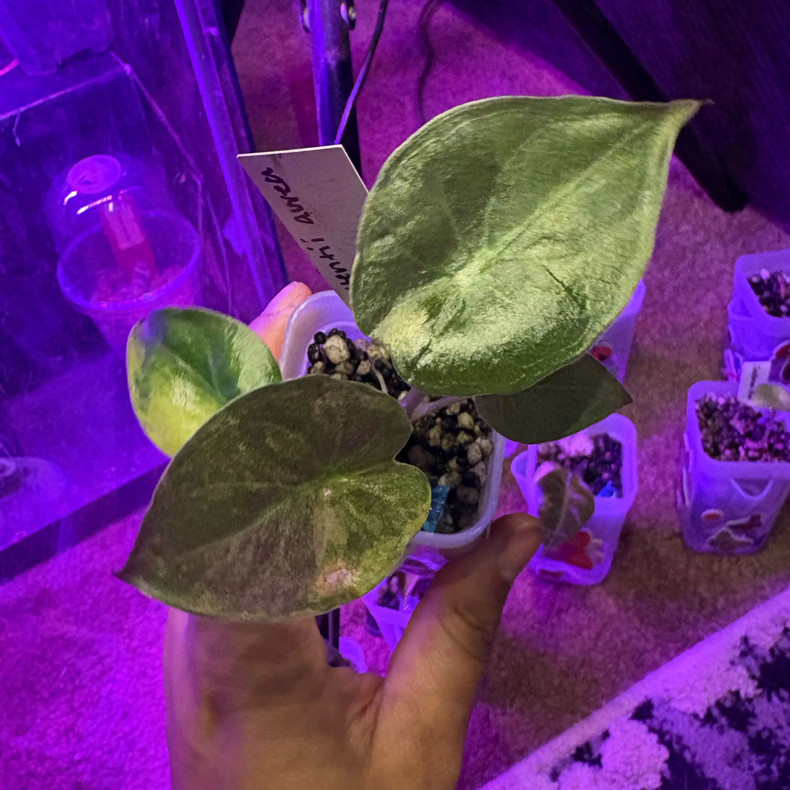 Photo of the plant species Alocasia Wentii Sunset by @IdealLaceflower named Sanders on Greg, the plant care app