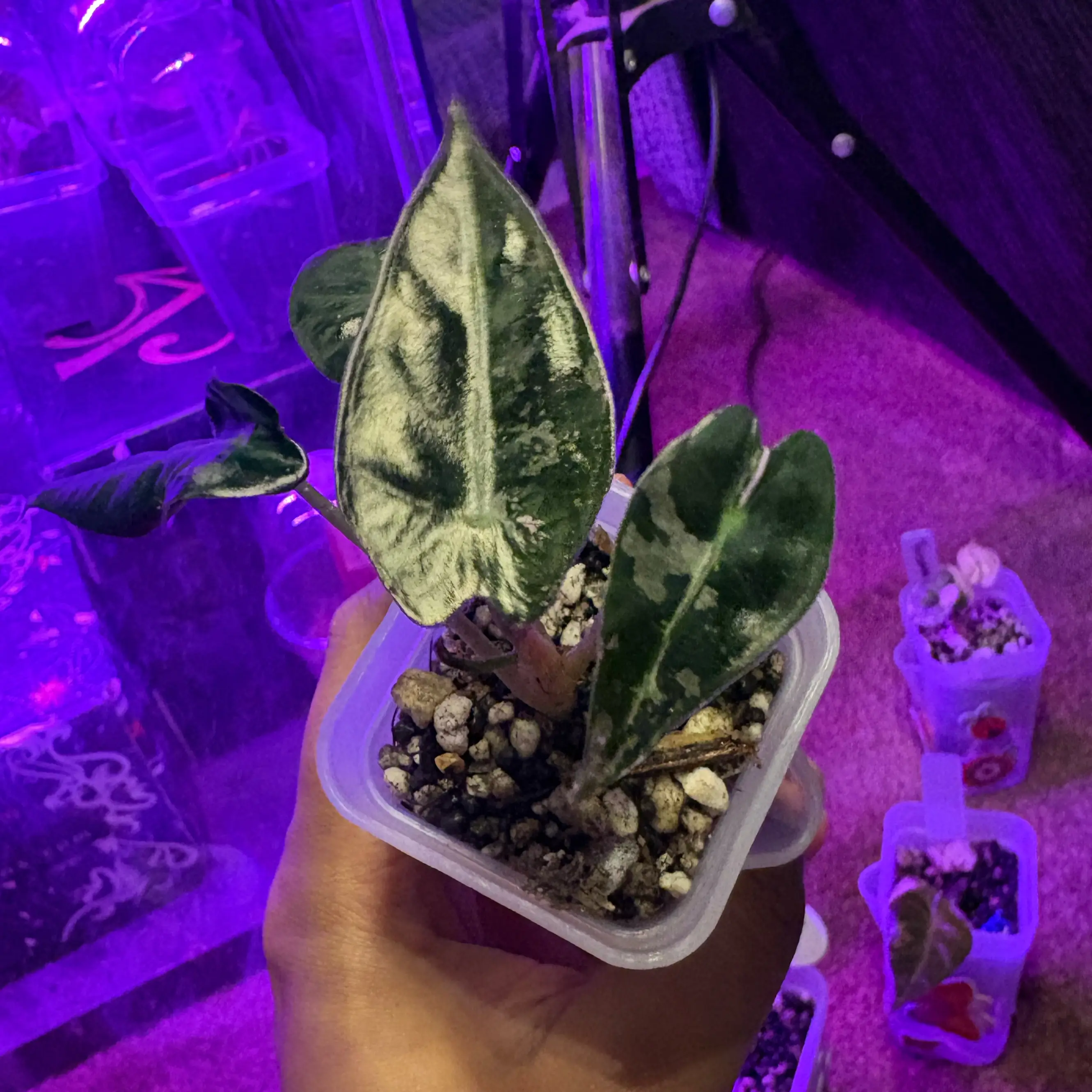 Photo of the plant species Alocasia Bambino Variegated Pink by @IdealLaceflower named Anne on Greg, the plant care app