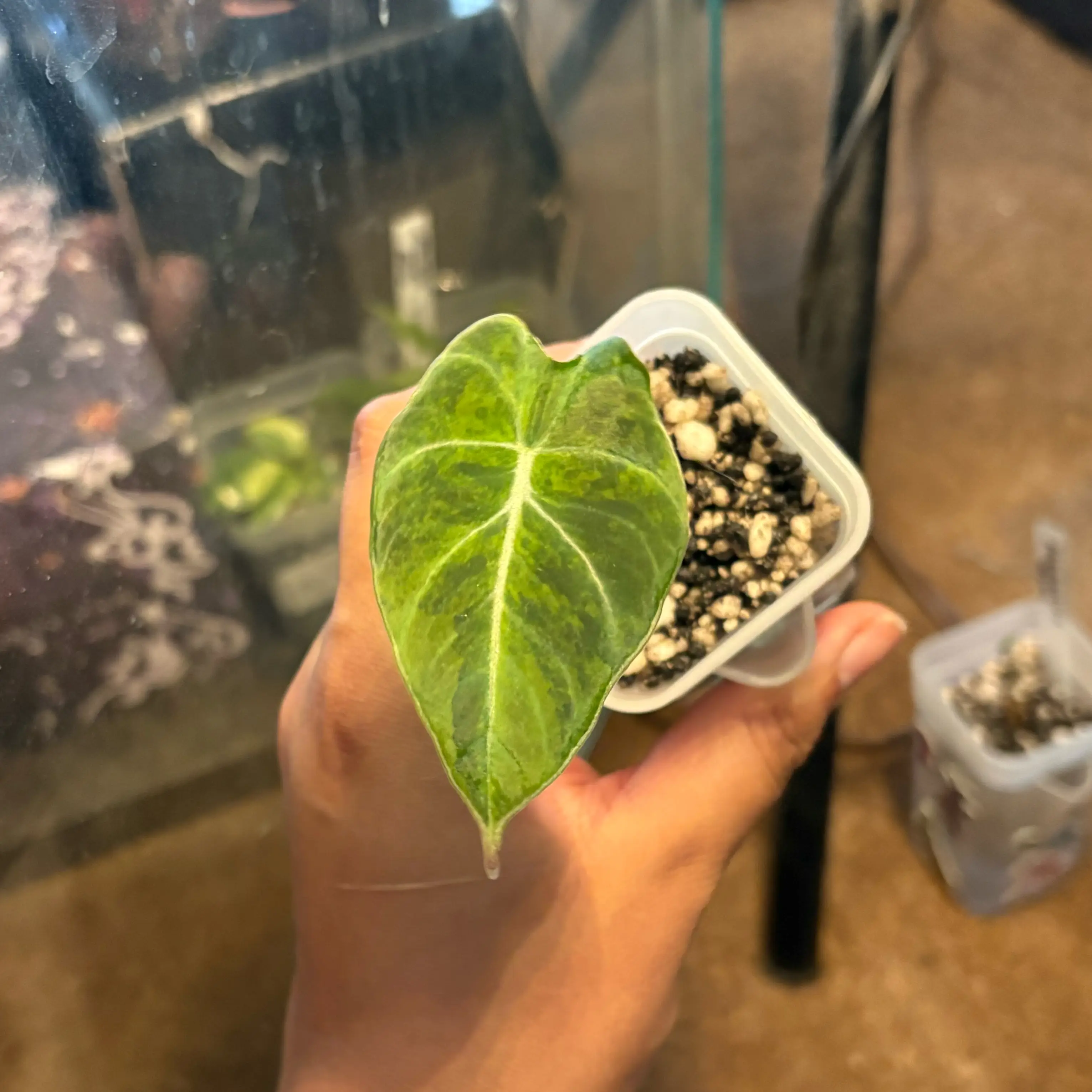 Photo of the plant species Black Velvet Gold Alocasia by @IdealLaceflower named Denali on Greg, the plant care app