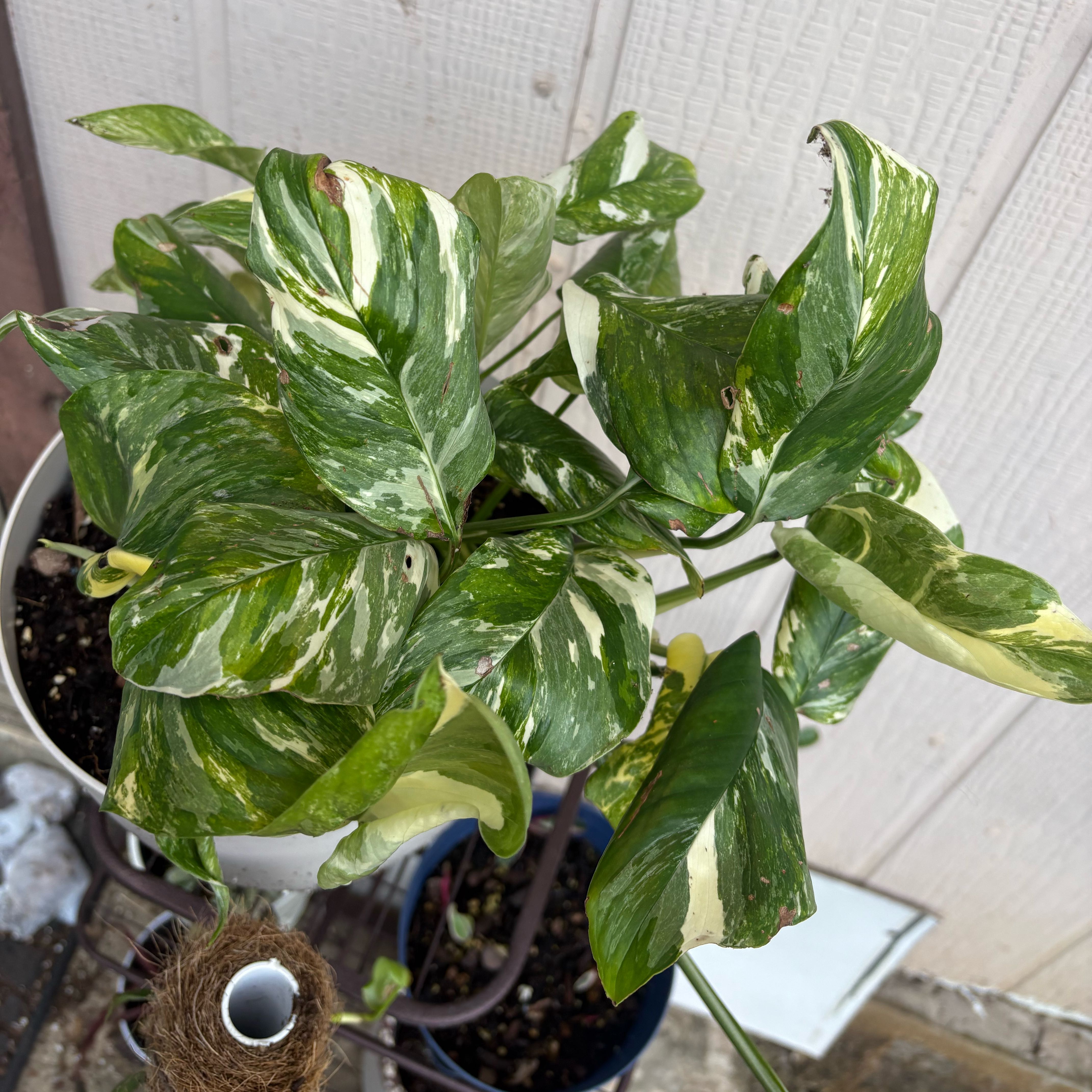 Photo of the plant species Monstera lechleriana 'Variegata' by @IdealLaceflower named Kendall on Greg, the plant care app