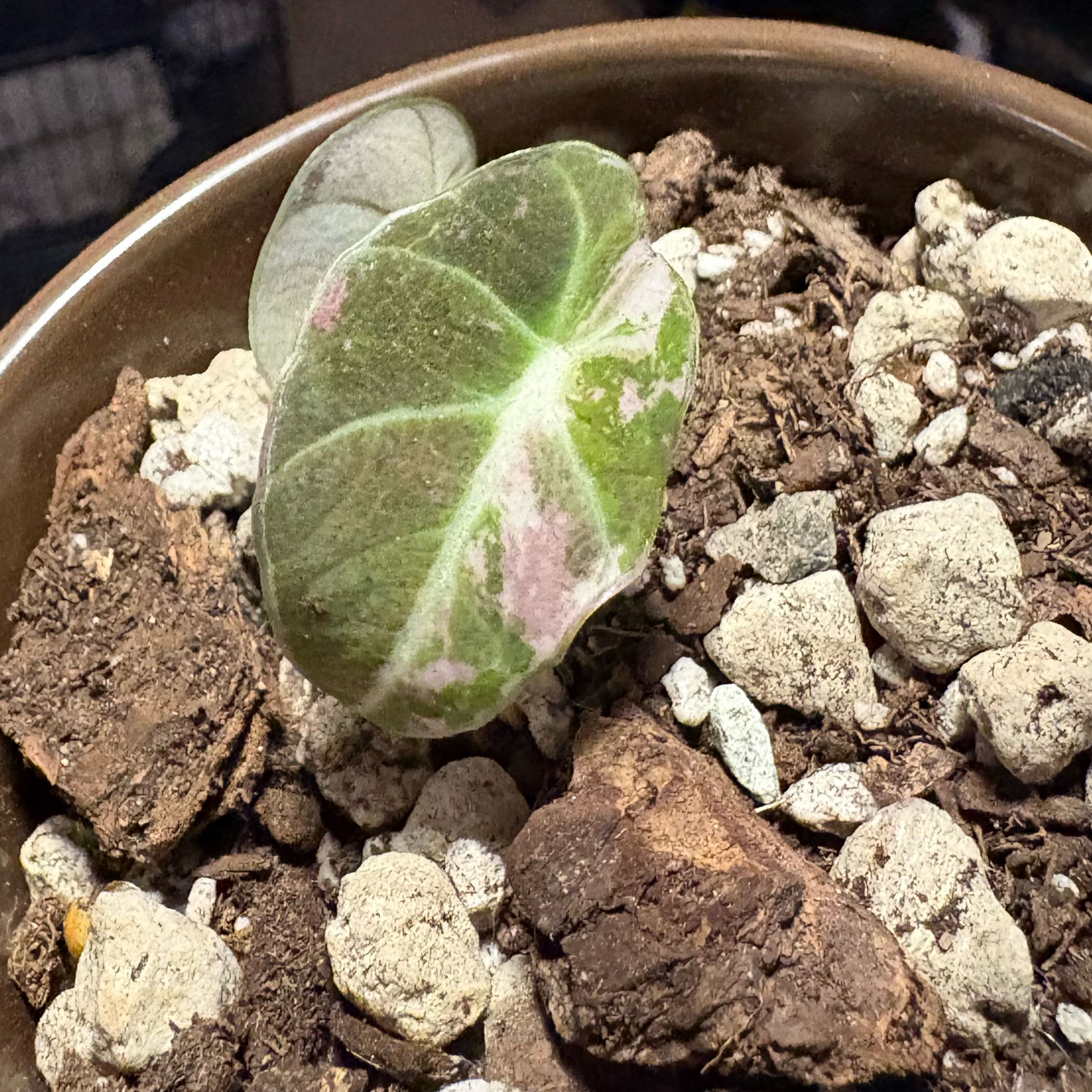Photo of the plant species Alocasia Pink Black Velvet by @IdealLaceflower named Michelle Branch on Greg, the plant care app