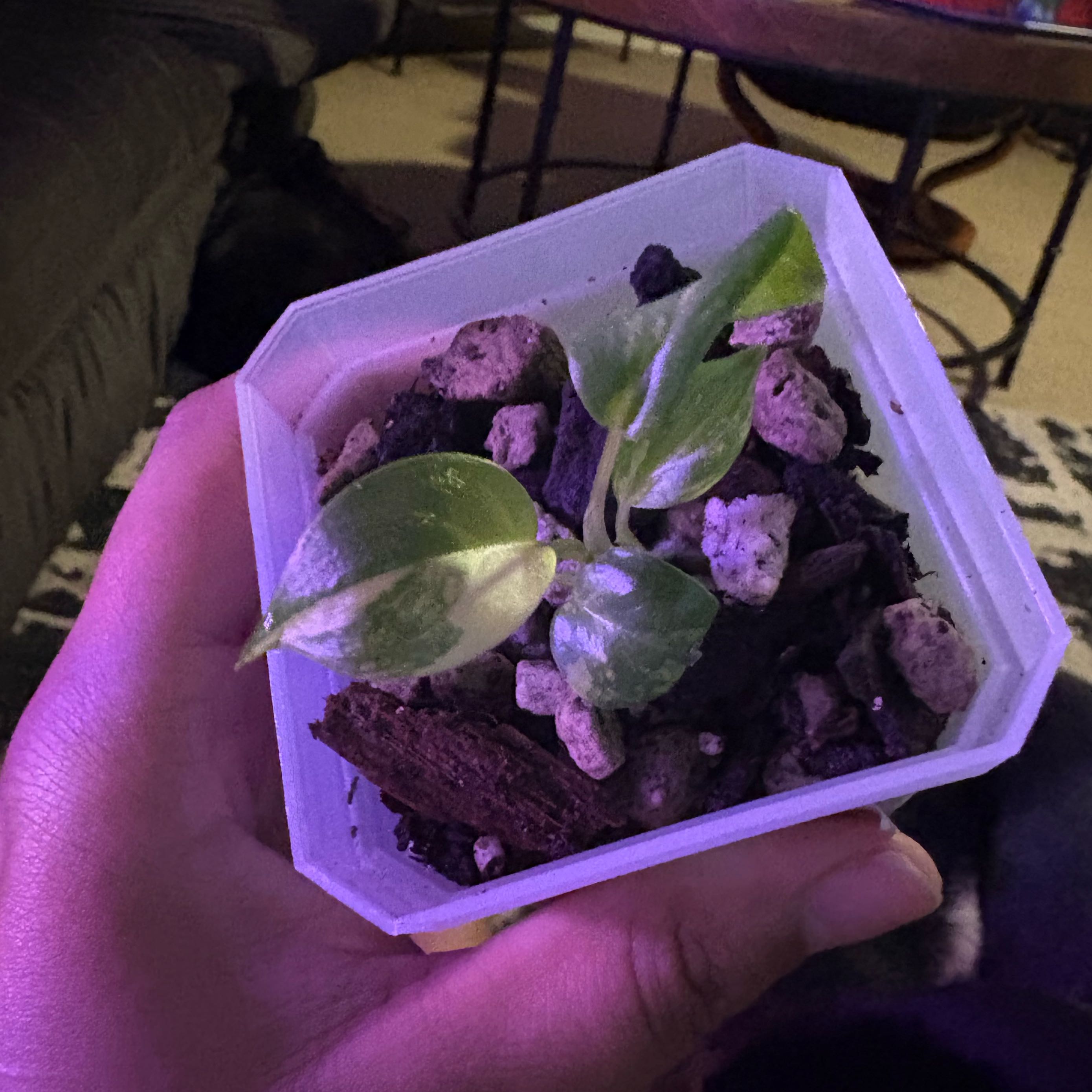Photo of the plant species Burle Marx Variegata by @IdealLaceflower named Doja Cat on Greg, the plant care app